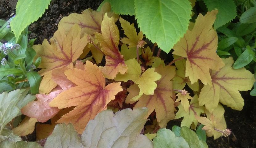 heucherella sweet tea - 2017 heuchera heucherella brunnera