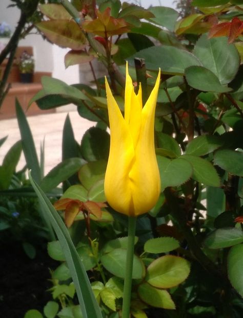 lalea lily flowered west point - 2017 plantele mele