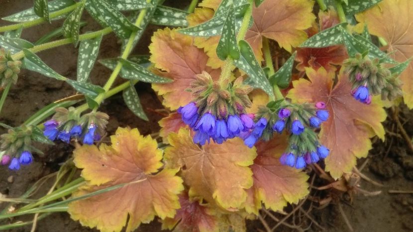 Pulmonaria longifolia EB Anderson +heuchera delta dawn - 2017 plantele mele