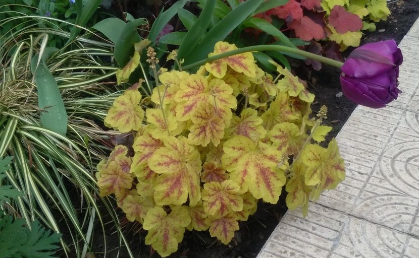  - 2017 plantele mele