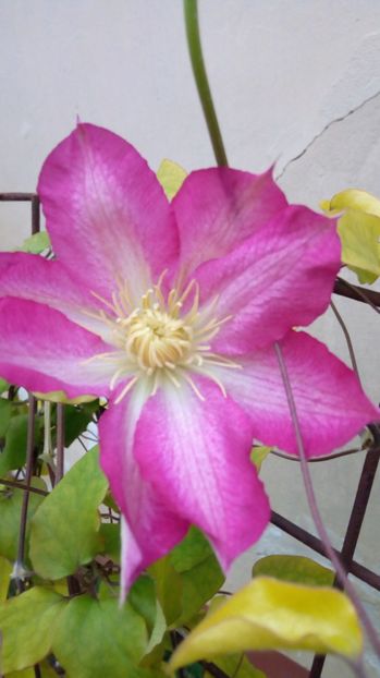 Asao - Primavara 2017