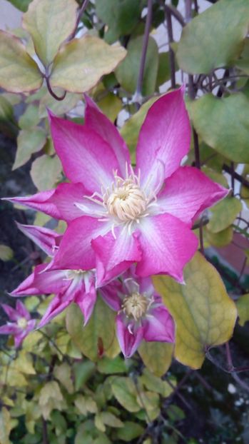 Asao - Primavara 2017