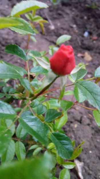 Boboc Morsdag - Primavara 2017