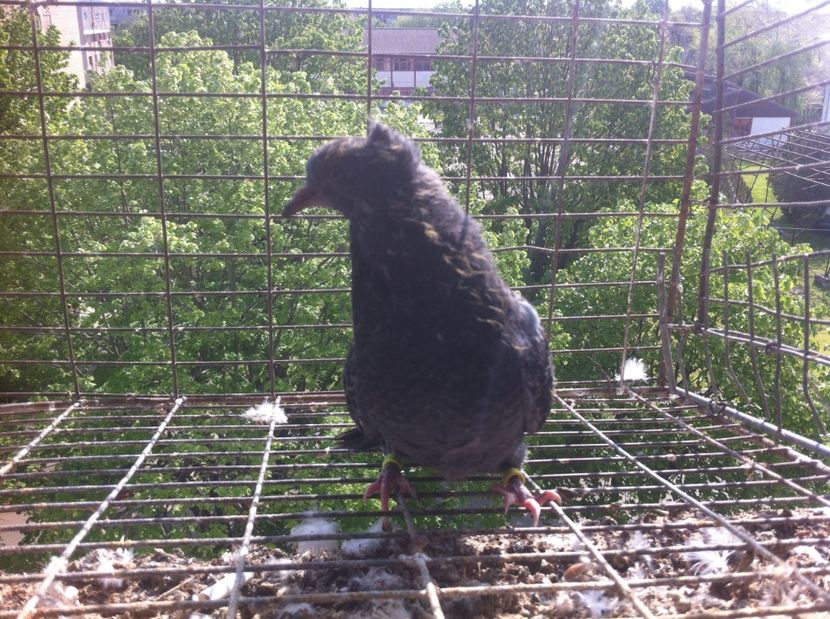 image - Pui Zburator Beograd