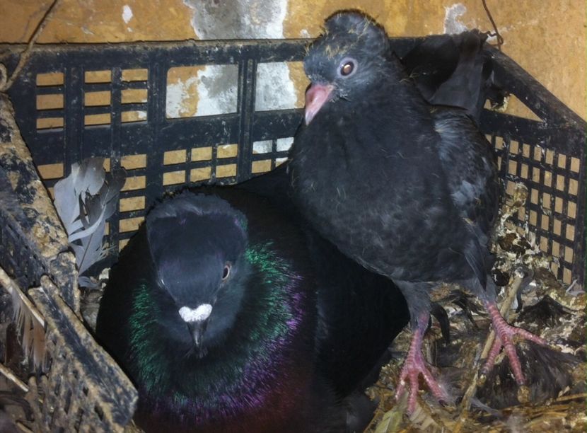 image - Pui Zburator Beograd