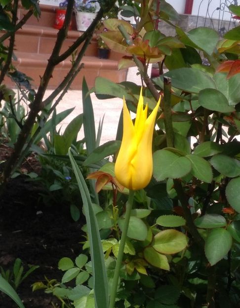 - 2017 plantele mele