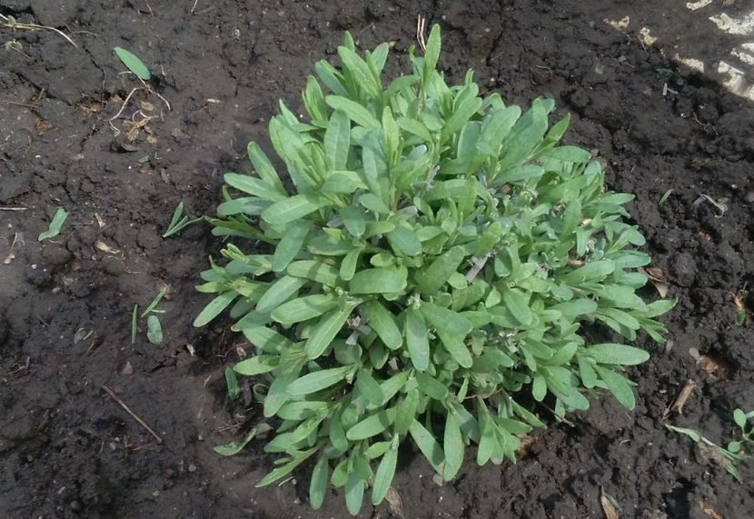  - 2017 plantele mele