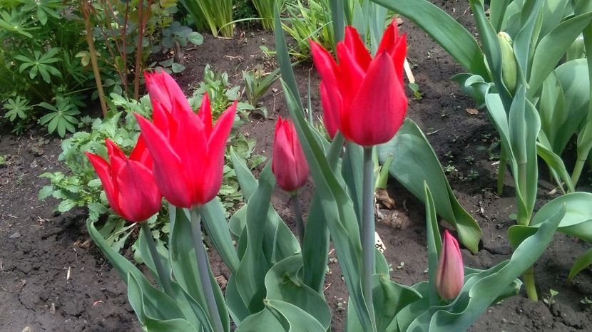  - 2017 plantele mele