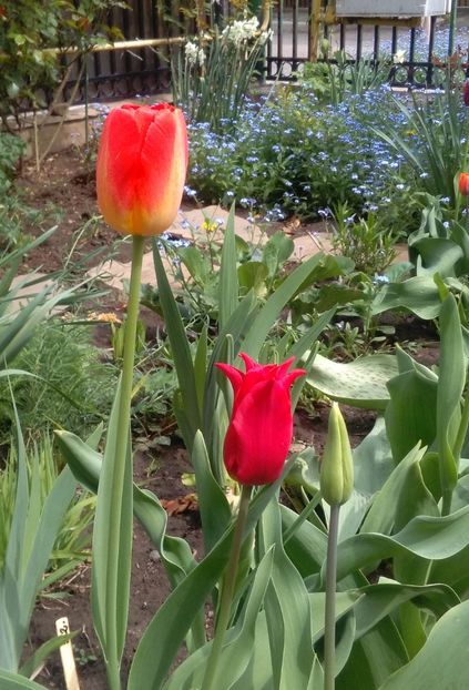  - 2017 plantele mele