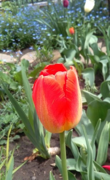  - 2017 plantele mele