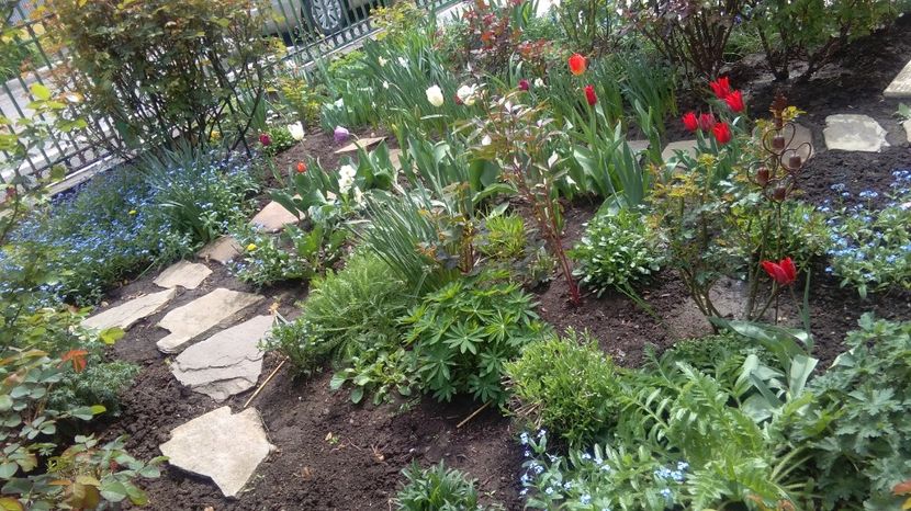  - 2017 plantele mele