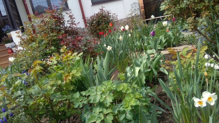  - 2017 plantele mele