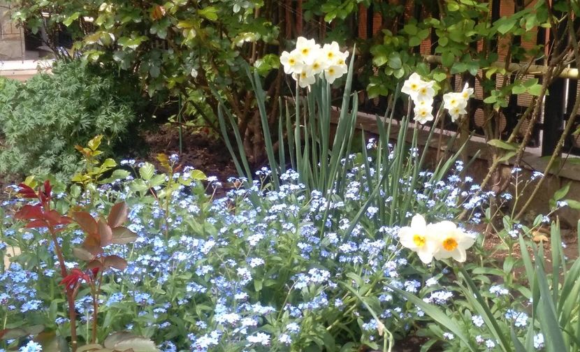  - 2017 plantele mele