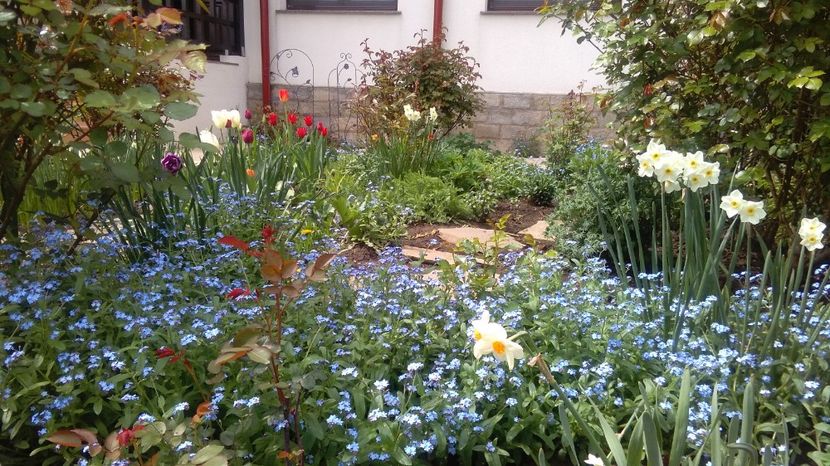  - 2017 plantele mele