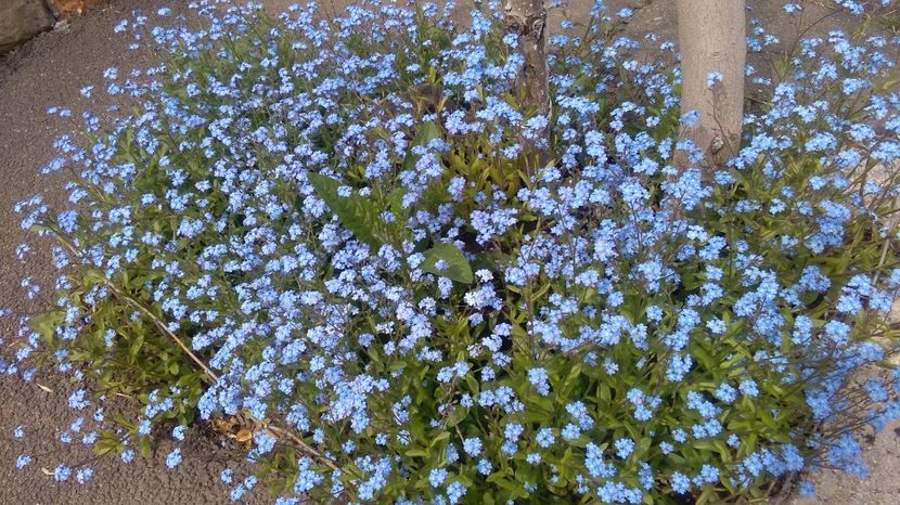  - 2017 plantele mele