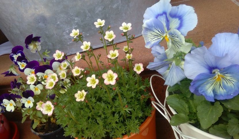 saxifraga arendsii peter pan - 2017 plantele mele