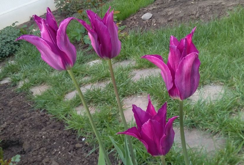  - 2017 plantele mele