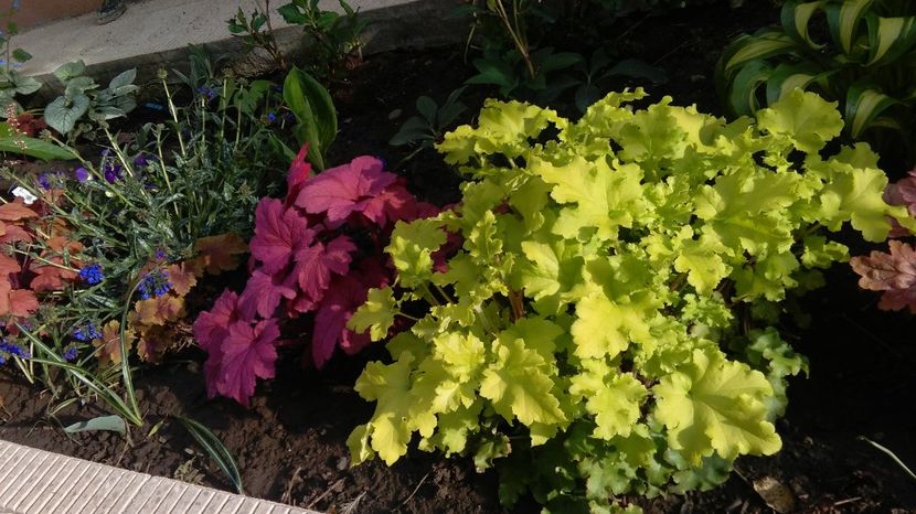 Georgia_Plum+ lime marmelade - 2017 heuchera heucherella brunnera