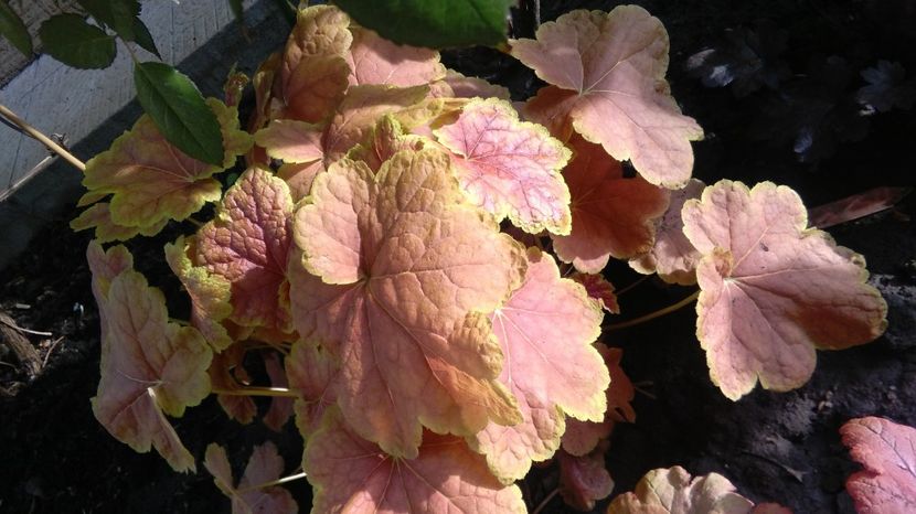heuchera tiramisu - 2017 heuchera heucherella brunnera