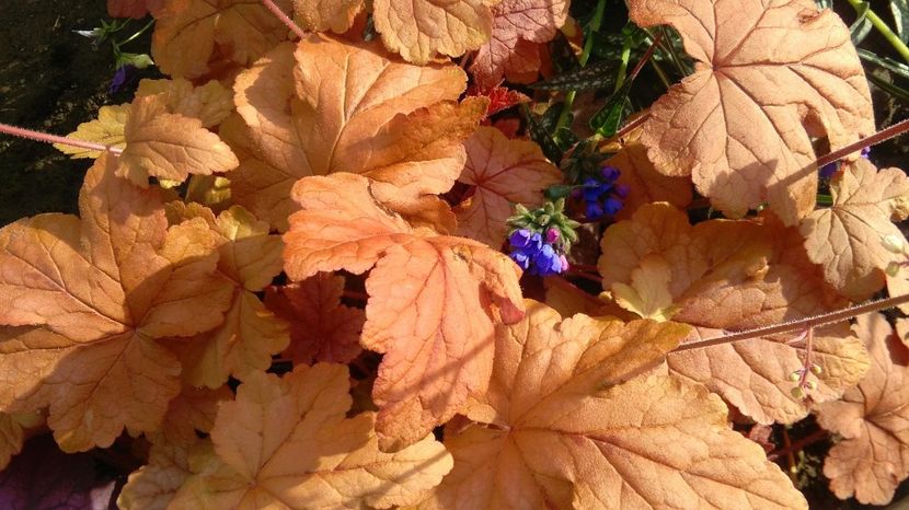 heucherella redstone falls - 2017 heuchera heucherella brunnera