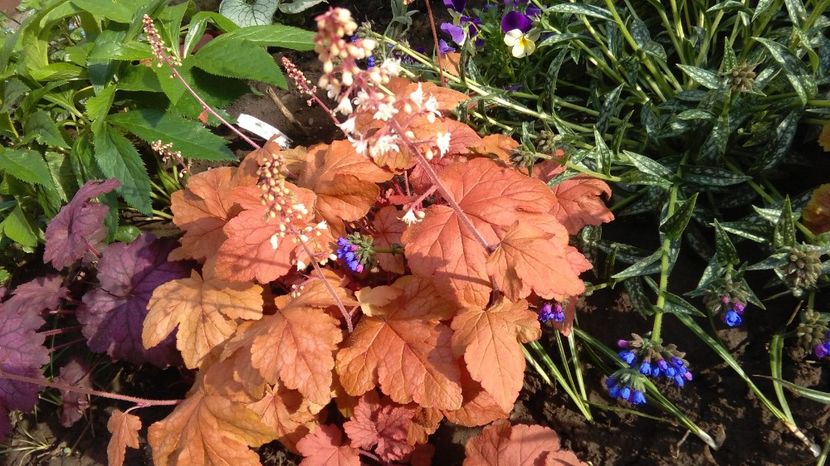 heucherella redstone falls - 2017 heuchera heucherella brunnera