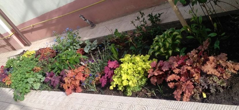 redstone falls+delta dawn+lime marmelade+ginger peach - 2017 heuchera heucherella brunnera