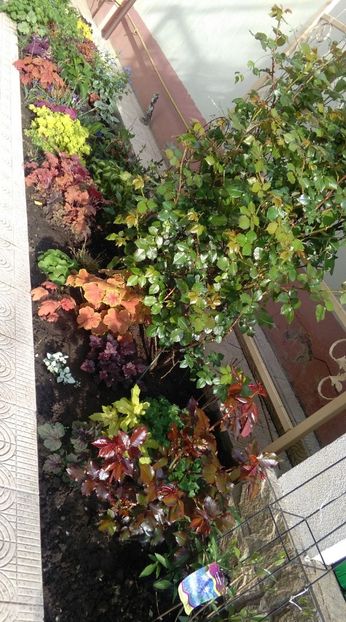  - 2017 heuchera heucherella brunnera