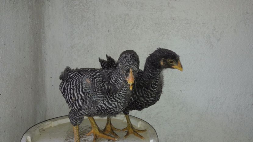  - d Puisori de gaina