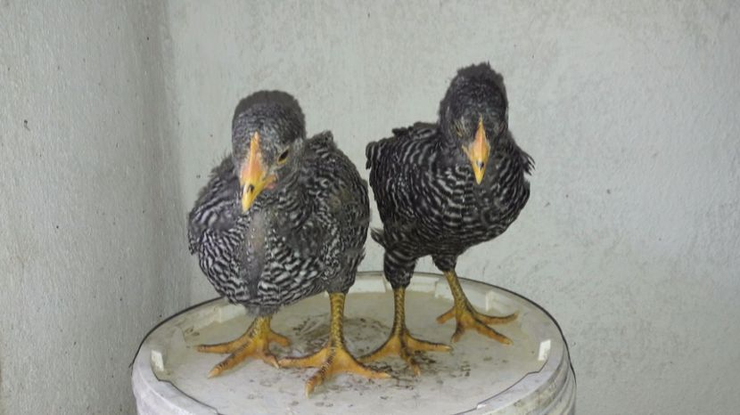  - d Puisori de gaina