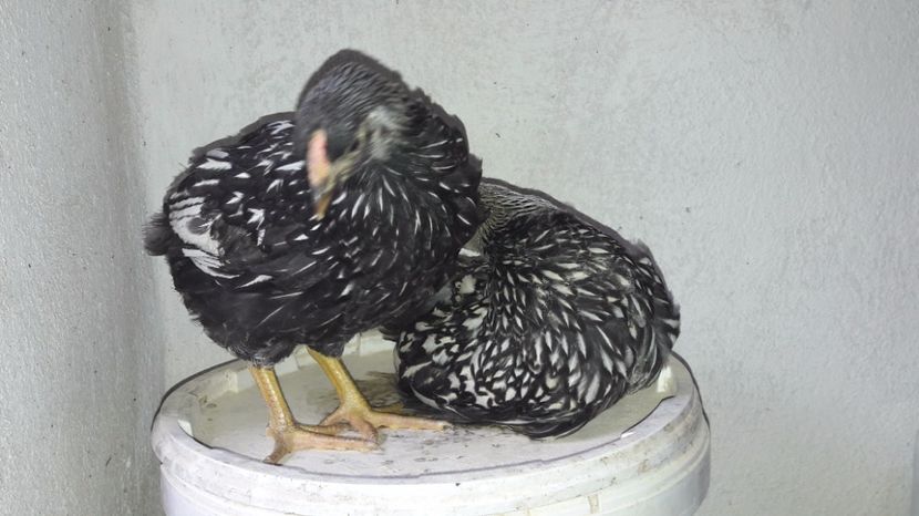  - d Puisori de gaina