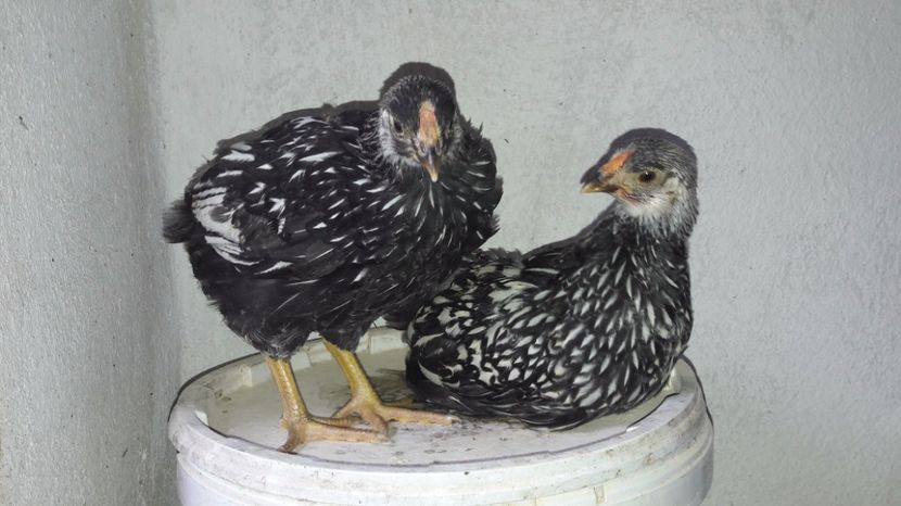  - d Puisori de gaina