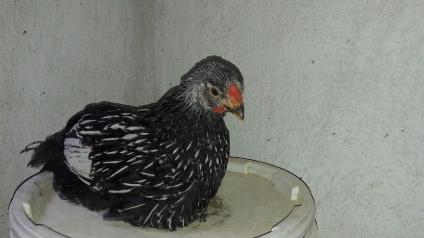  - d Puisori de gaina