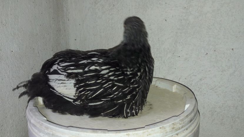  - d Puisori de gaina