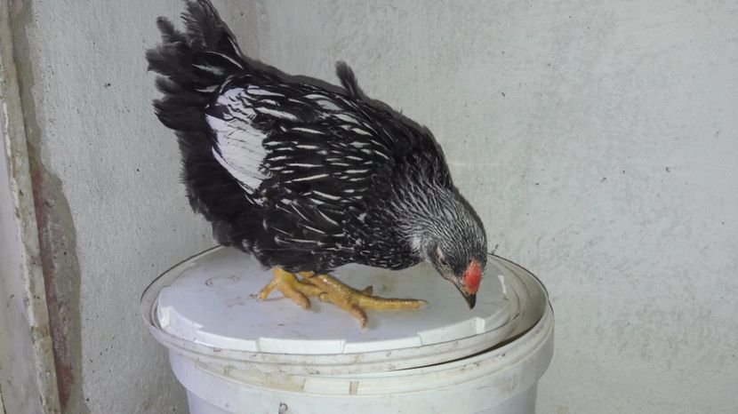  - d Puisori de gaina