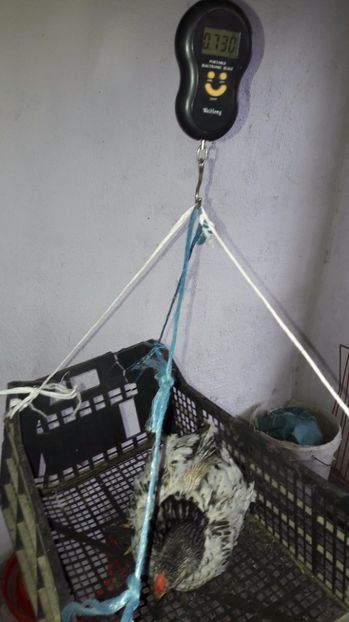  - d Puisori de gaina