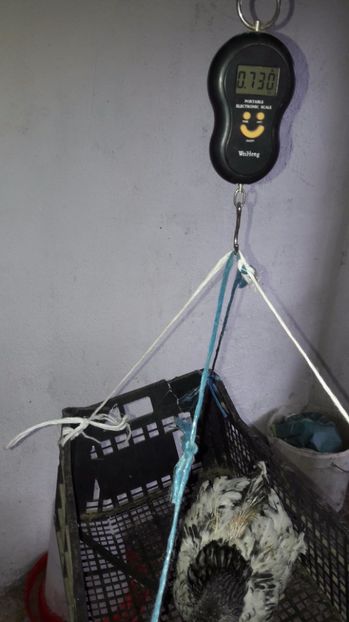  - d Puisori de gaina