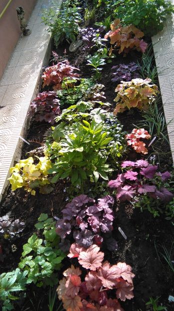  - 2017 heuchera heucherella brunnera