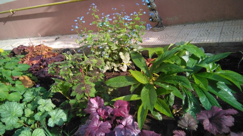  - 2017 heuchera heucherella brunnera