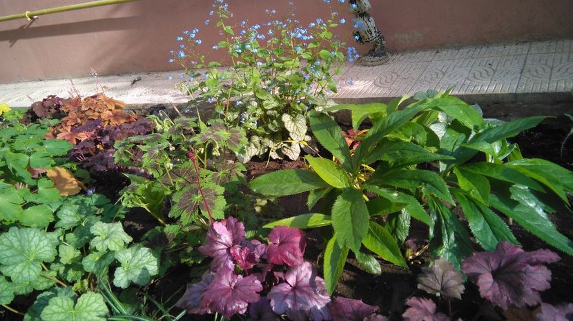  - 2017 heuchera heucherella brunnera
