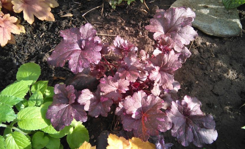 Heuchera ’Midnight Rose’ - 2017 heuchera heucherella brunnera