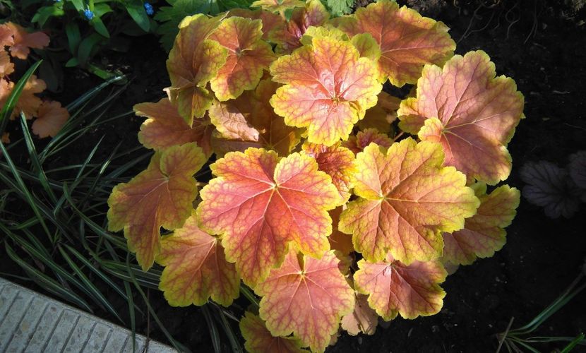  - 2017 heuchera heucherella brunnera