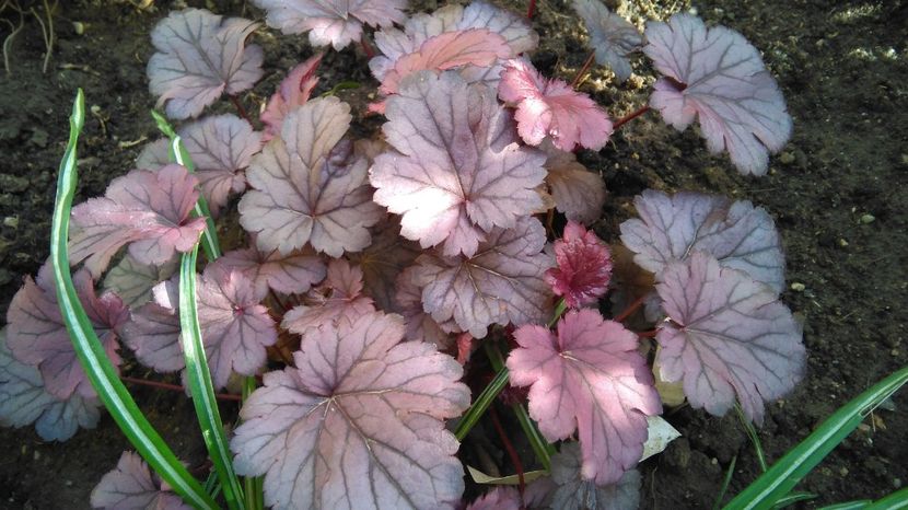  - 2017 heuchera heucherella brunnera