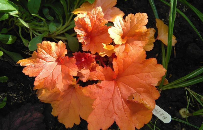 Heuchera paprika - 2017 heuchera heucherella brunnera