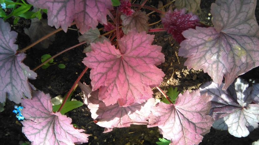  - 2017 heuchera heucherella brunnera