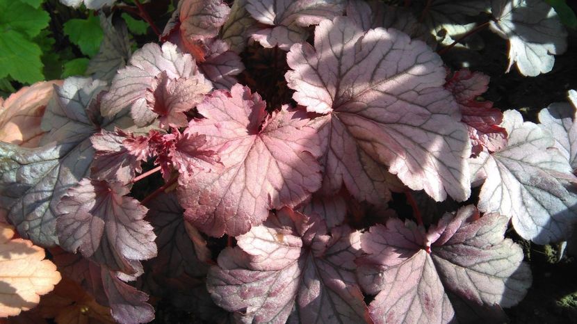  - 2017 heuchera heucherella brunnera