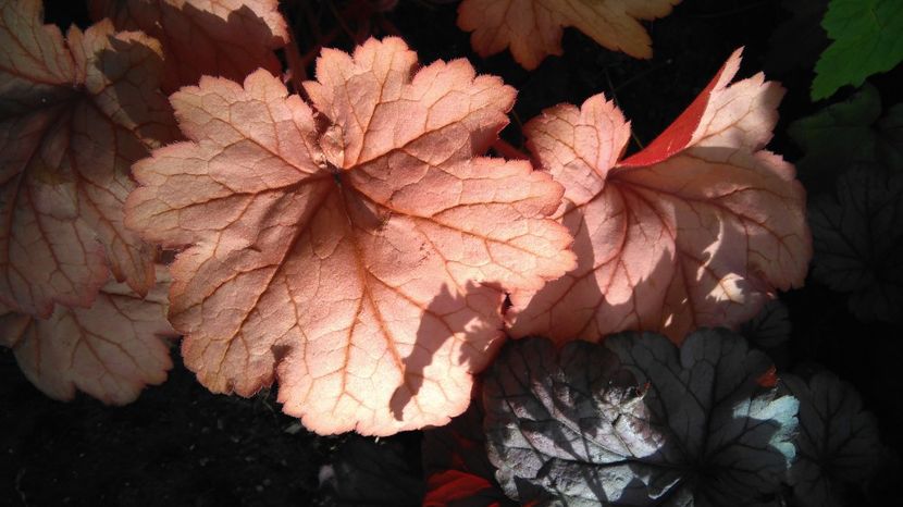  - 2017 heuchera heucherella brunnera