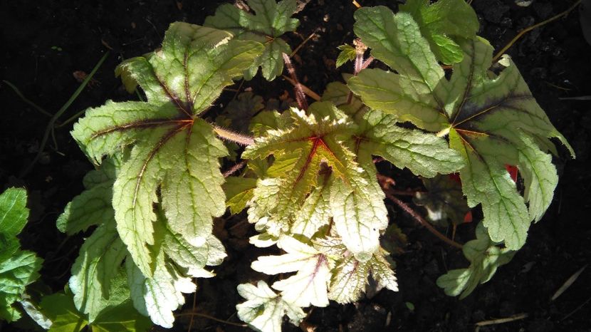 heucherella kimono - 2017 heuchera heucherella brunnera