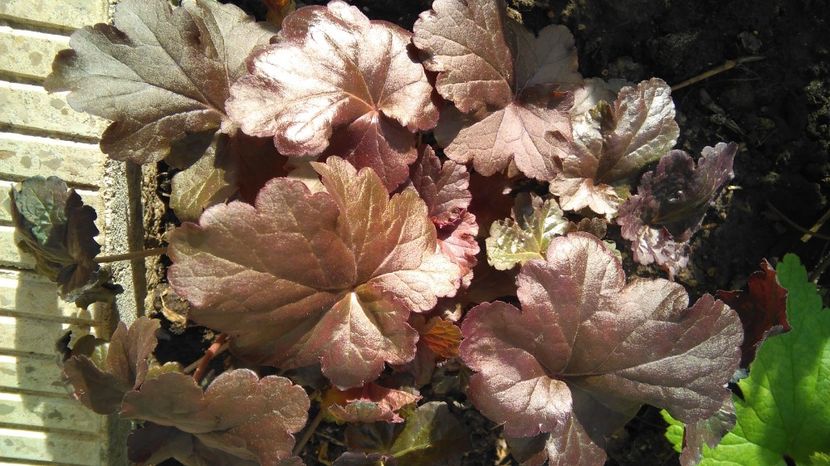 heuchera obsidian - 2017 heuchera heucherella brunnera