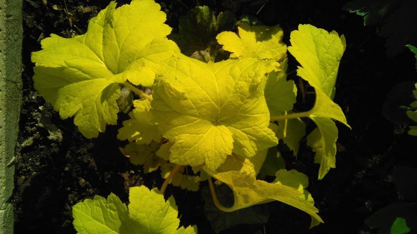  - 2017 heuchera heucherella brunnera