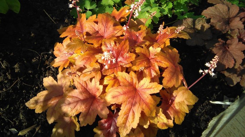 heucherella brass lantern - 2017 heuchera heucherella brunnera